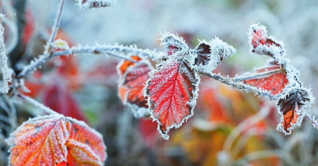 Preventieve maatregelen tijdens vorstperiode